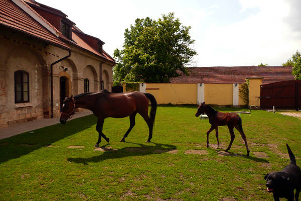 Statek Chmelovice